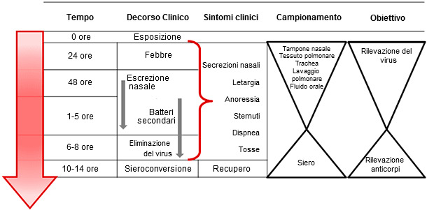 Toma de muestras dirigida a la detección y diagnóstico de la infección por el virus de la influenza A en cerdos