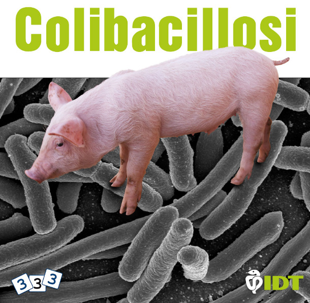 Colibacilosis