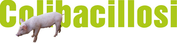 Colibacilosis