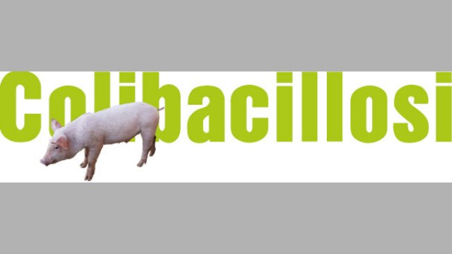 Colibacilosis
