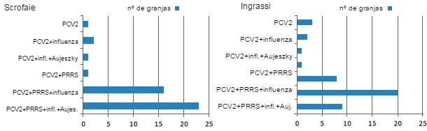 Co-sieropositività nei suini