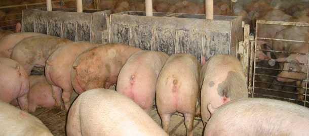 Comedero largo de 1,83 m (60"), con diez "plazas", de doble cara, 2-3 semanas antes de vender el primer cerdo