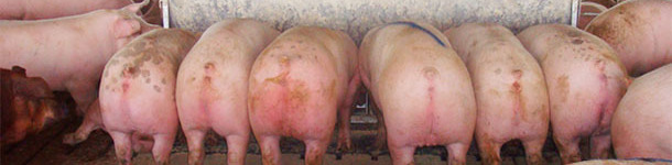 Comedero largo de 2,13 m (84"), con doce "plazas", de doble cara, con cerdos marcados (de casi 136 kg (300 lb)) que salieron hacia el matadero inmediatamente después de hacer la foto