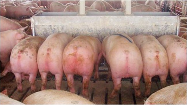 Comedero largo de 2,13 m (84"), con doce "plazas", de doble cara, con cerdos marcados (de casi 136 kg (300 lb)) que salieron hacia el matadero inmediatamente después de hacer la foto