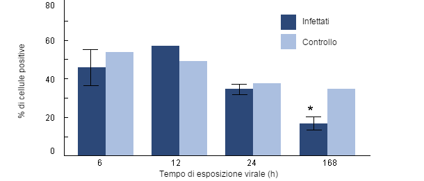 Sopravivenza intracellulare di H parasuis ei macrofati alveolari suini raccolti di suini infettati con PRRSv