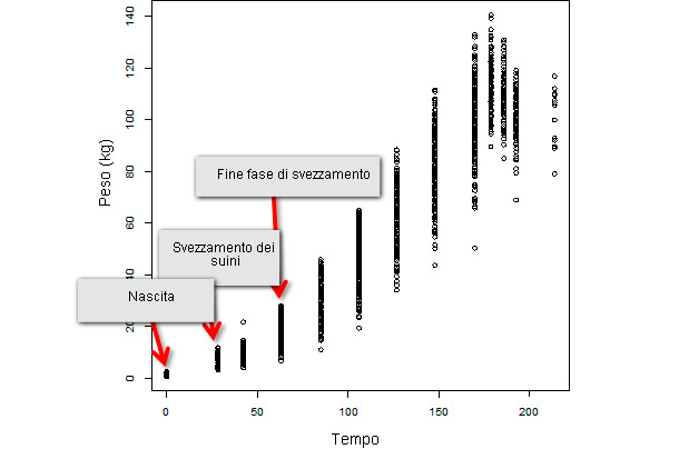 Evolución del peso vivo a lo largo del tiempo de una población entera de destete constituida por 347 animales
