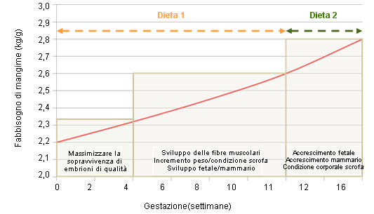 Prioridades en la alimentación de la cerda en gestación