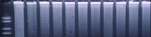 Figura 3. PCR fluorogénica para detectar PRRSV.