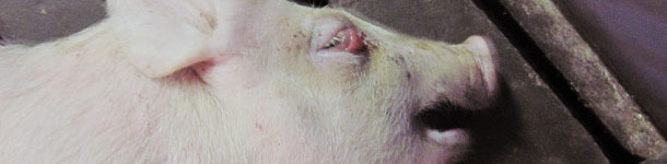 Lechón destetado de 5 semanas de edad en decúbito lateral y con edema palpebral