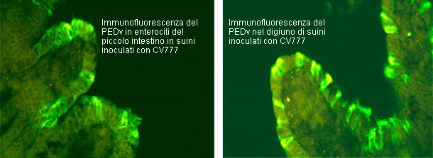 Immunofluorescenza del PEDv in suini inoculati con CV777