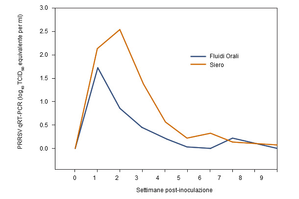 Risultati dei campioni dei fluidi orali e del siero per il PRRSv qRT-PCR secondo la settimana post-inoculazione