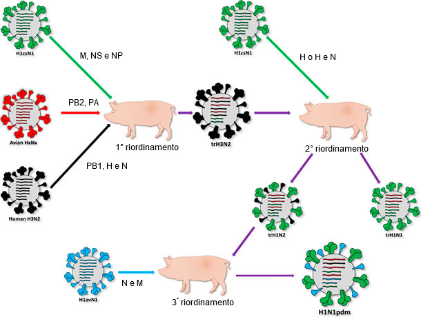 Origine del ceppo responsabile della pandemia del 2009 H1N1pdm