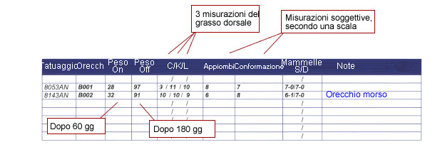 tabelle