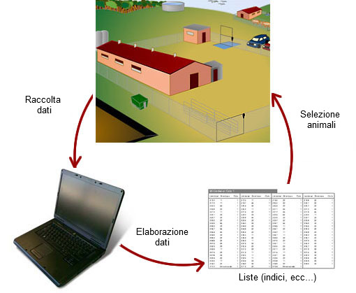 Allevamenti di selezione: dettagli di management estione dati