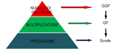 Pirámide de producción