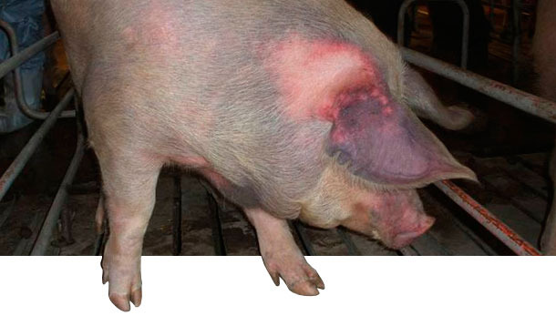 Scrofa non esposta ed infettata per via naturale con il&nbsp;PRRSV tipo 1: si evidenzia cianosi alle orecchie.
