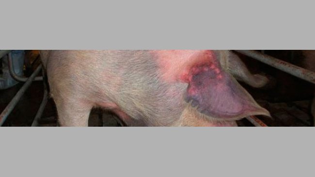 Scrofa non esposta ed infettata per via naturale con il&nbsp;PRRSV tipo 1: si evidenzia cianosi alle orecchie.
