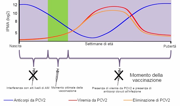 vaccinazione ottimale del pcv2