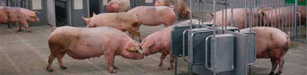 Con el fin de formular con precisión los piensos para cerdos, se han desarrollado sistemas de alimentación que predicen la cantidad de energia suministrada por el pienso