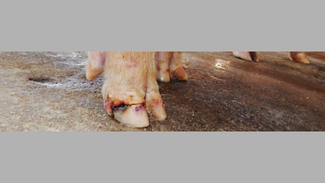 Lesioni agli unghielli in un caso di malattia vescicolare idiopatica