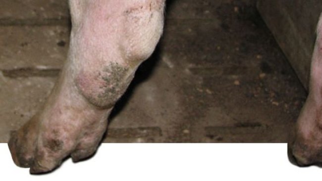 Miembro posterior de una nulípara