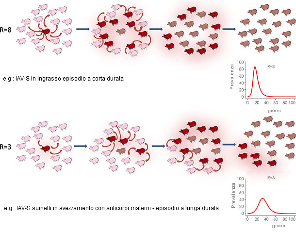 Replicazione virale in un contesto epidemido o endemico