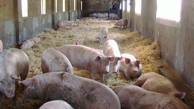 Provisión de material de cama