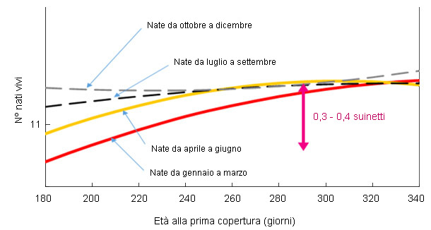 Relación entre el mes de nacimiento y la edad a la primera cubrición con los lechones nacidos vivos en el primer parto