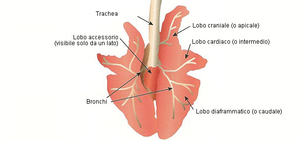 Rappresentazione schematica del polmone di un suino