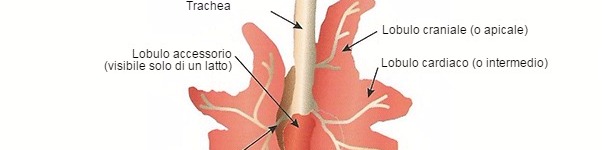 Rappresentazione schematica del polmone di un suino
