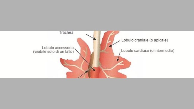 Rappresentazione schematica del polmone di un suino