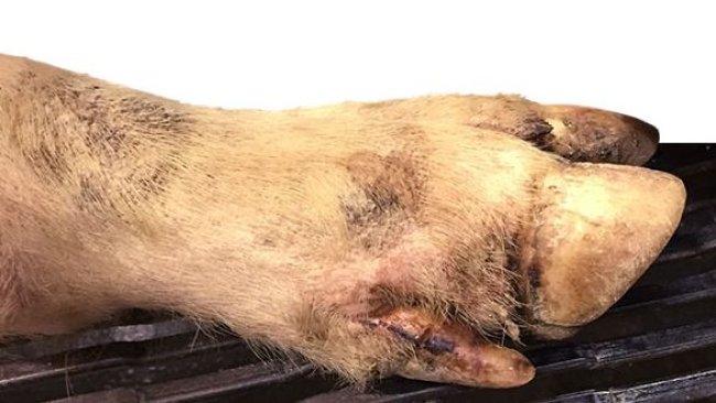 Se detectan algunas pequeñas lesiones interdigitales, en las almohadillas plantares y en las bandas coronarias