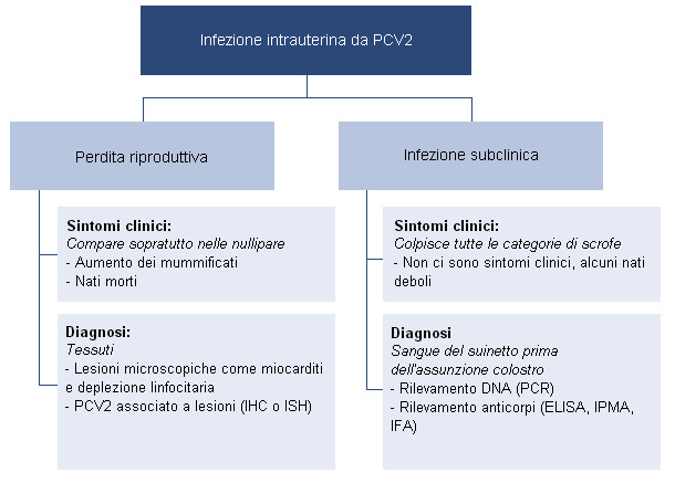 Effetti dell'infezione intrauterina da PCV2