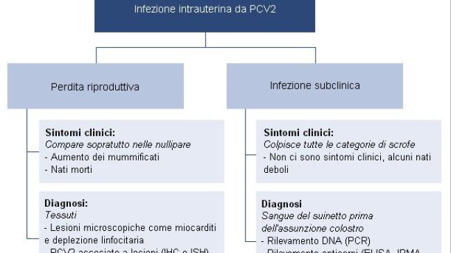 Effetti dell'infezione intrauterina da PCV2