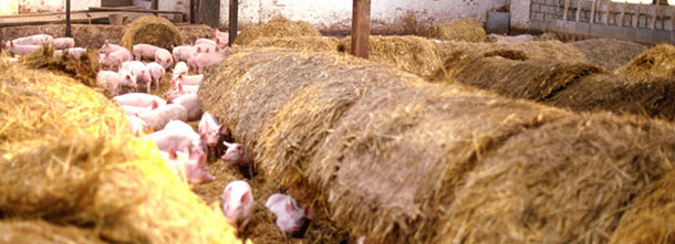 Lechones destetados en el gran corral con paja durante las 2 semanas previas a la venta