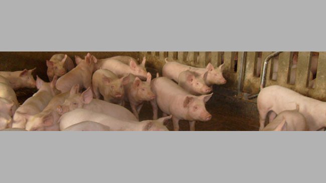 Factores de riesgo para neumonía enzoótica en cerdos de engorde