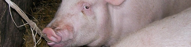 Suino grasso che morde la corda