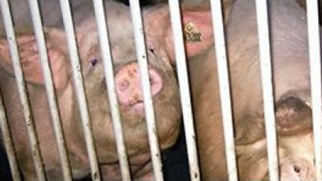 Protocolos de salud para la entrada de reemplazos