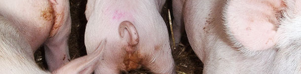 Diarree causate da Salmonella typhimurium in suini di 5 settimane