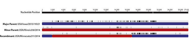 Áreas de recombinación del genoms del PEDV