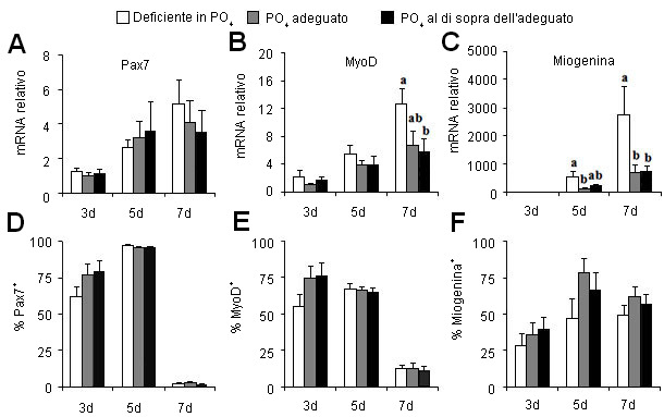 Effetto del fosforo della dieta sui geni che regolano la multiplicazione (Pax7)e la differenziazzione (MyoD, Myogenin) delle cellule satelliti