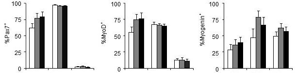 Effetto del fosforo della dieta sui geni che regolano la multiplicazione (Pax7)e la differenziazzione (MyoD, Myogenin) delle cellule satelliti