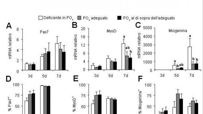 Effetto del fosforo della dieta sui geni che regolano la multiplicazione (Pax7)e la differenziazzione (MyoD, Myogenin) delle cellule satelliti