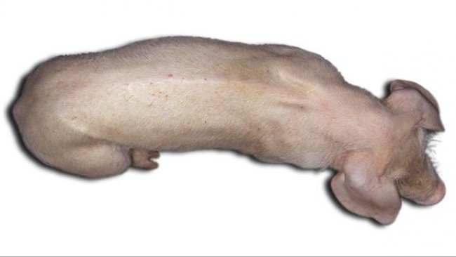 Suino di 3 mesi con MS-PCV2. Si nota la marcata colonna vertebrale e pallore