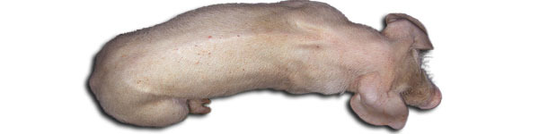 Suino di 3 mesi con MS-PCV2. Si nota la marcata colonna vertebrale