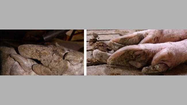 Lesioni agli  unghielli