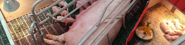 Sistema artigianale, migliorabile della lattazione sequenziale