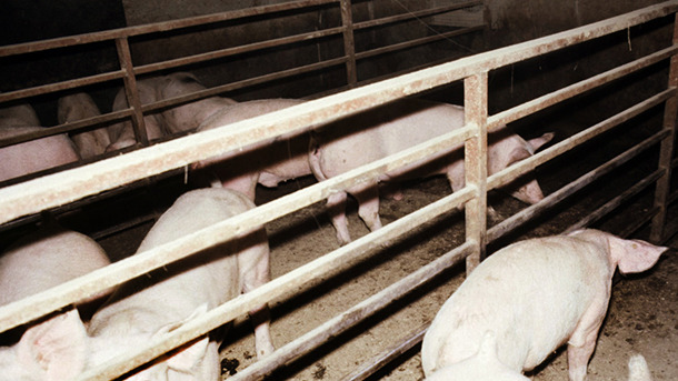 Acpp agudo en cerdos de engorde – deprimidos, inapetentes y disneicos. En el cerdo la derecha, detrás de la valla, es evidente la cianosis de las orejas.