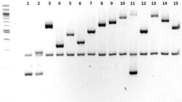 Caratterizzazione dei sierotipi di Haemophilus parasuis