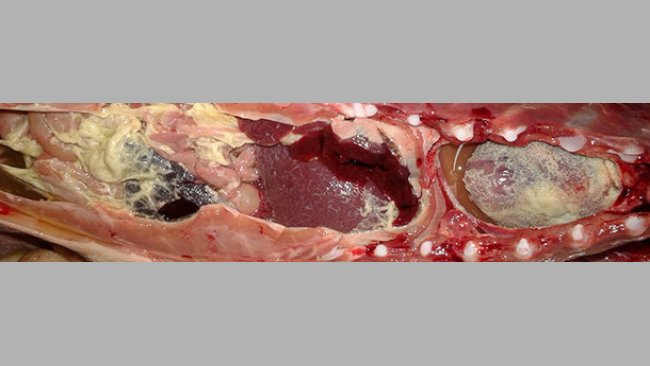 Polisierosite fibrinosa in un suinetto in svezzamento
